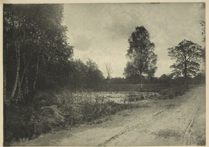 F. de Ribes-Christofle - Crépuscule en forêt
