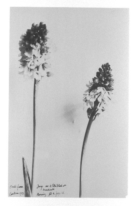 Anonyme - Deux tiges de fleurs