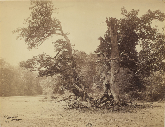 Charles Bodmer - Forêt de Fontainebleau