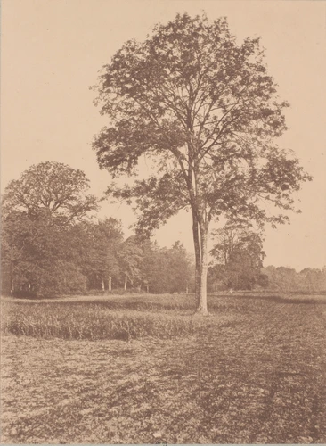 Arthur Algernon Taylor - Paysage avec arbres en hauteur