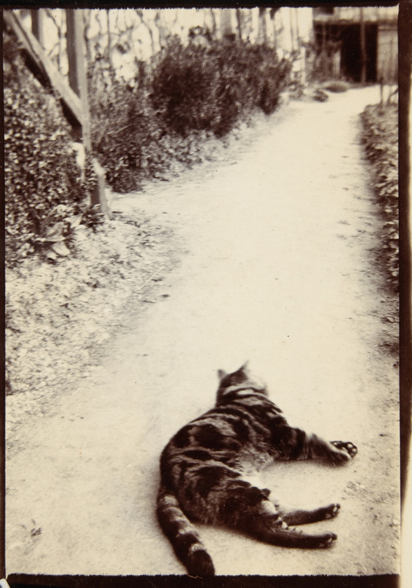 Paul Burty Haviland - Chaponval, Minet couché dans une allée