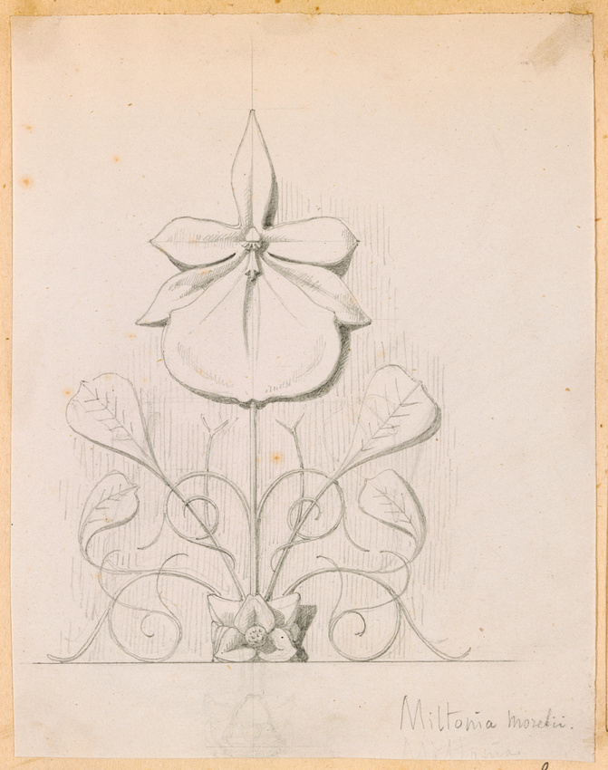 Victor Ruprich-Robert - Miltonia, movelii