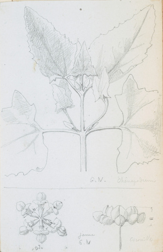 Victor Ruprich-Robert - Chemopodium Coronille