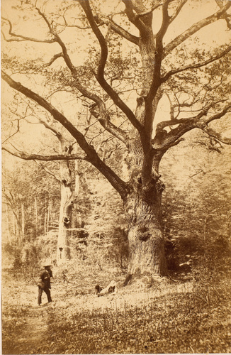 William Drooke Harrison - Forêt de Fontainebleau, le nid d'amour des peintres, B...