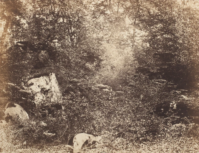 Eugène Cuvelier - Arbres et broussailles (Forêt de Fontainebleau)