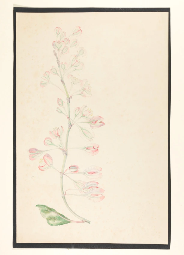 Emile Gallé - Branche de cerisier en fleurs