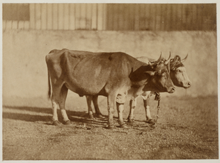 Olympe Aguado - Boeufs avec attelage