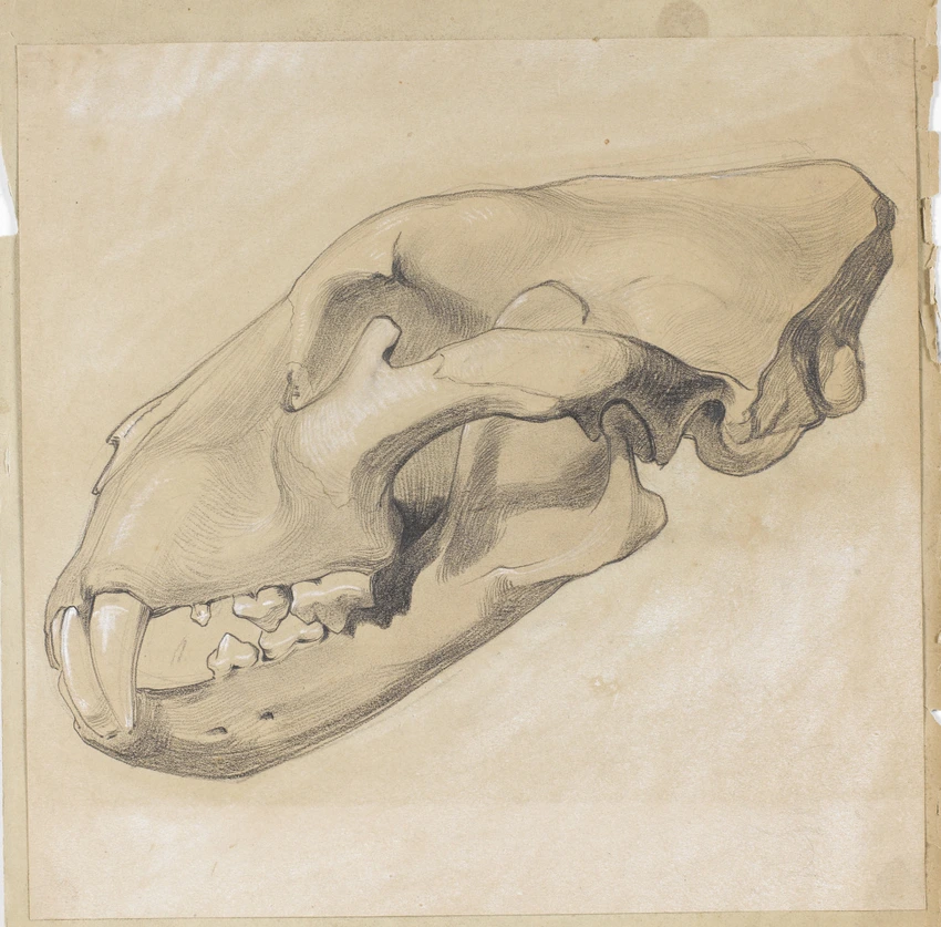 Emile Bernaux - Vue latérale gauche d'un crâne de tigre