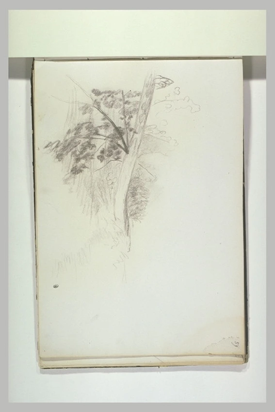 Dessin Art Déco 1926 - Fusain Et Craie, Étude D'Arbre Fruitier Et Fleurs