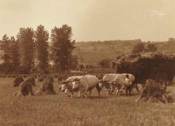 Charles Augustin Lhermitte - France, moisson, attelage de boeufs à un charriot