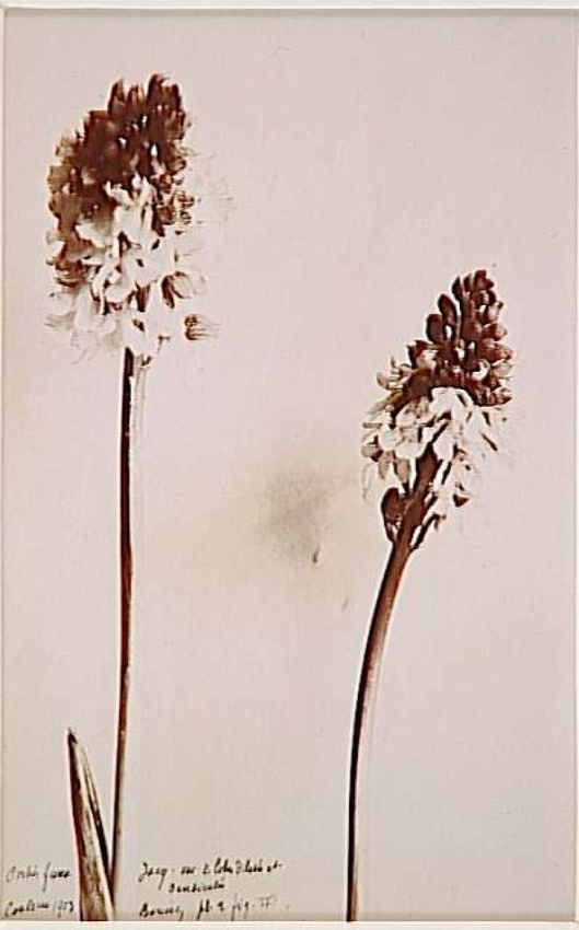 Anonyme - Deux tiges de fleurs