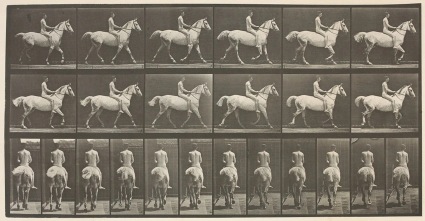 Eadweard Muybridge - Cheval blanc au pas, chronophotographies