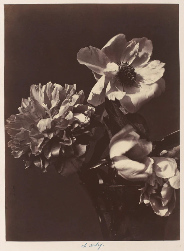 Charles Aubry - Pivoine et fleurs de clématite