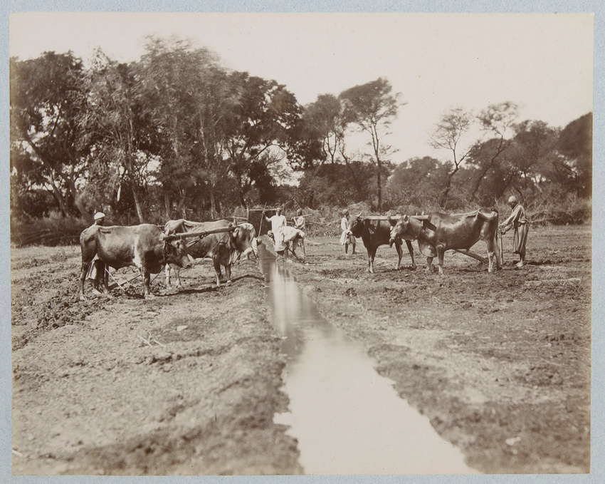 Emile Béchard - Boeufs au labour dans un champ avec canal d'irrigation