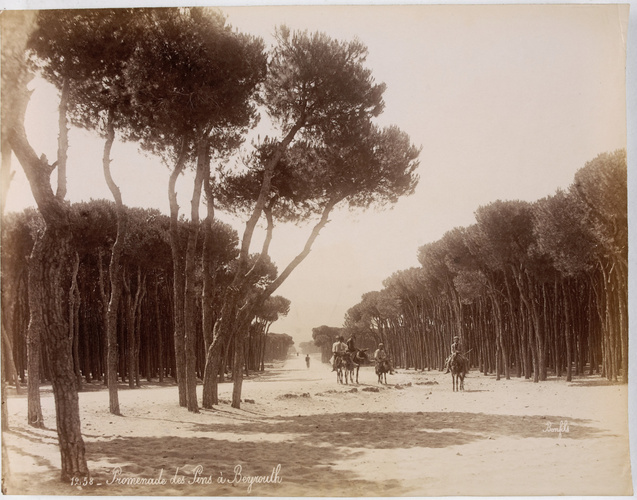 Félix Bonfils - Promenade des pins à Beyrouth