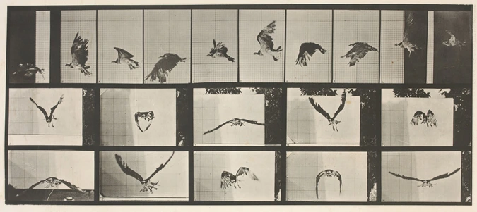 Faucon volant - Eadweard Muybridge