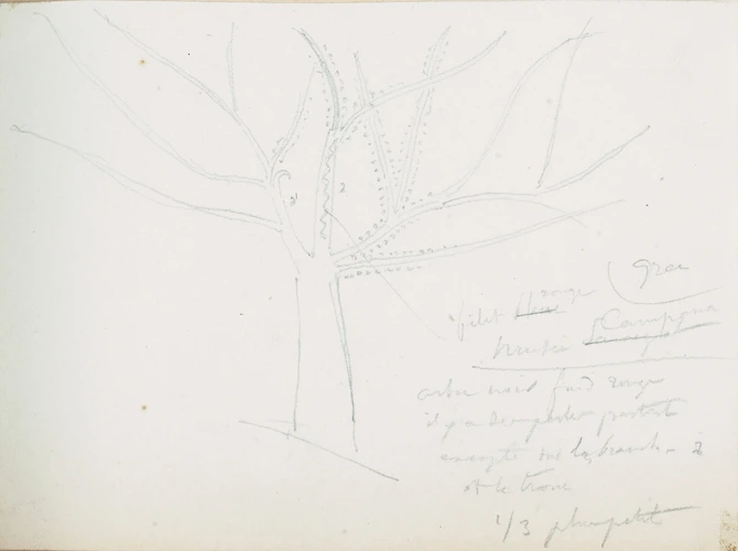 Victor Ruprich-Robert - Musée Campana, grec, arbre noir sur fond rouge