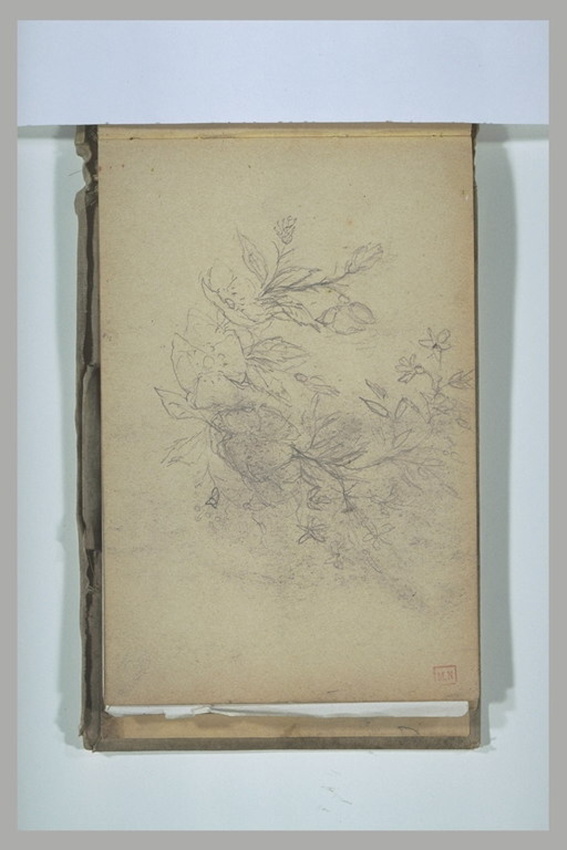 Charles Cottet - Plante fleurie