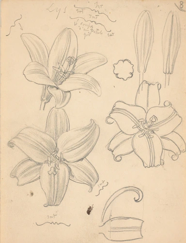 Eugène Grasset - Fleurs de lys