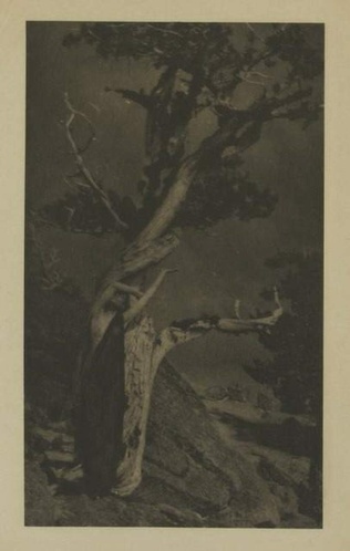 Anne Brigman - The Dying Cedar