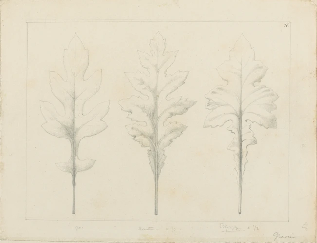 Etude de feuilles de Polynnia, de ..., d'acanthe - Victor Ruprich-Robert