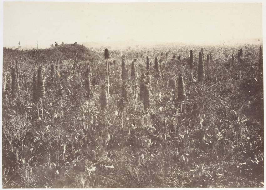 Désiré Charnay - Marais de Soamandrakisai, Madagascar