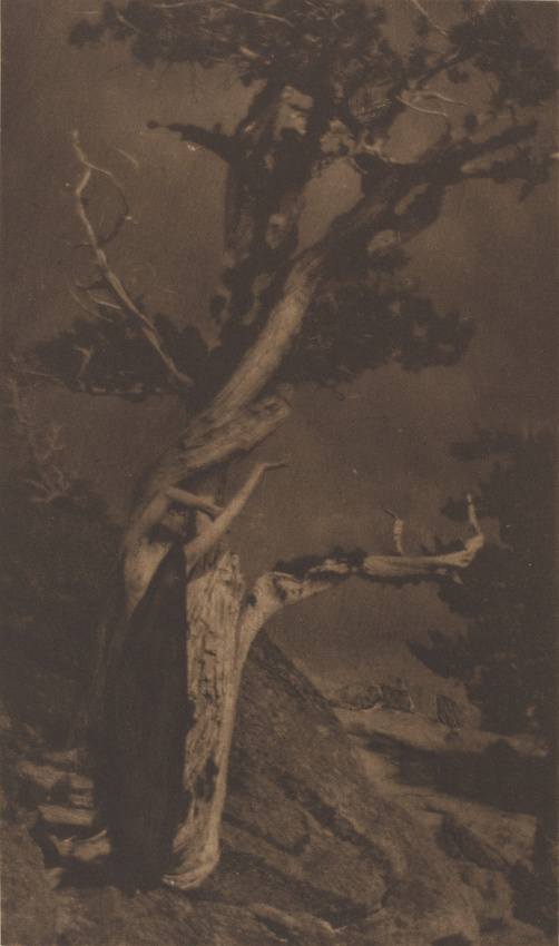 Anne Brigman - The Dying Cedar