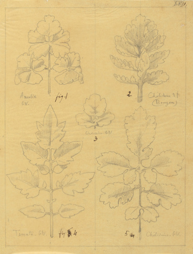 Victor Ruprich-Robert - Etude de feuilles d'ancolie, de chélidoine, de tomate