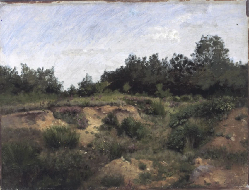Bruyères et genêts dans les bois d'Igny - Antoine Chintreuil
