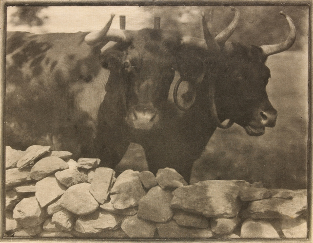 Gertrude Käsebier - My Neighbors