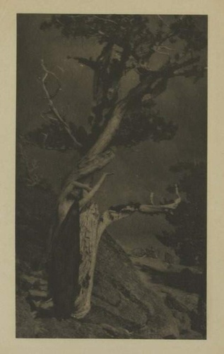 Anne Brigman - The Dying Cedar