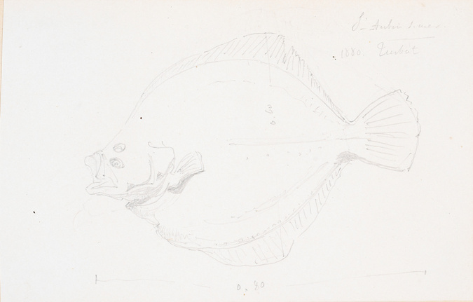 Victor Ruprich-Robert - Turbot