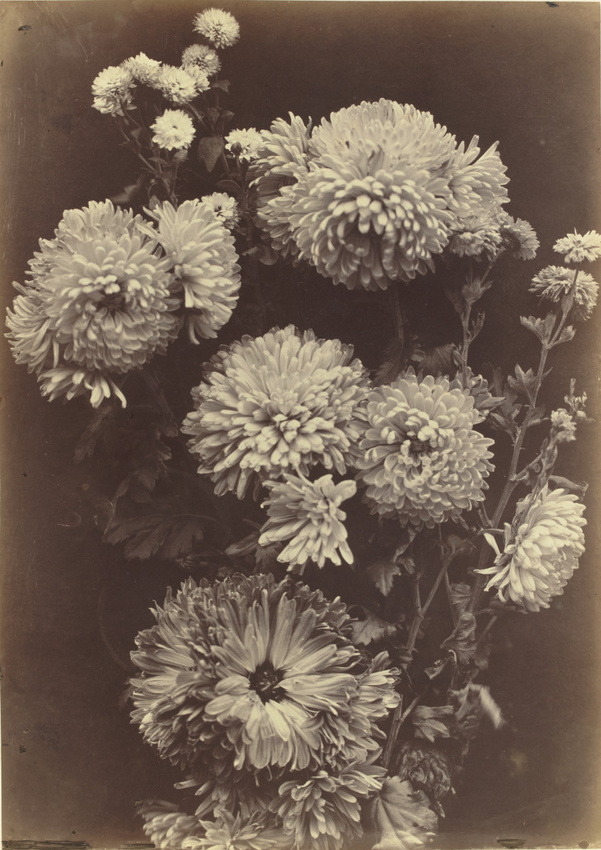 Charles Aubry - Reines-marguerites