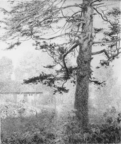 Emile Claus - Octobre, le vieil arbre