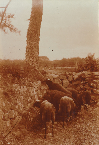 Charles Augustin Lhermitte - Le Faouët, moutons paissant dans le bocage