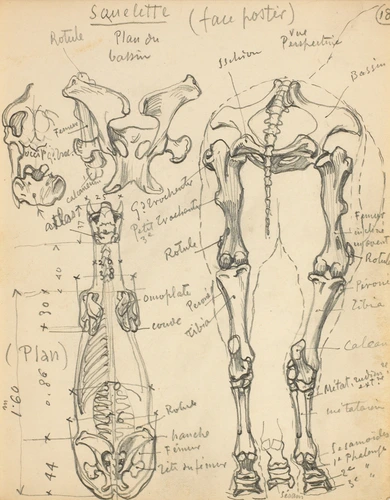 Eugène Grasset - Squelette de cheval