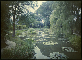 Anonyme - L'étang des Nymphéas à Giverny