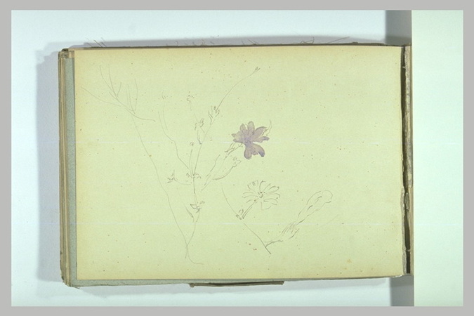 Léonide Bourges - Fleurs: centaurées
