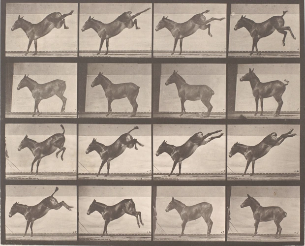 Eadweard Muybridge - Chronophotographie : Ruade d'un âne