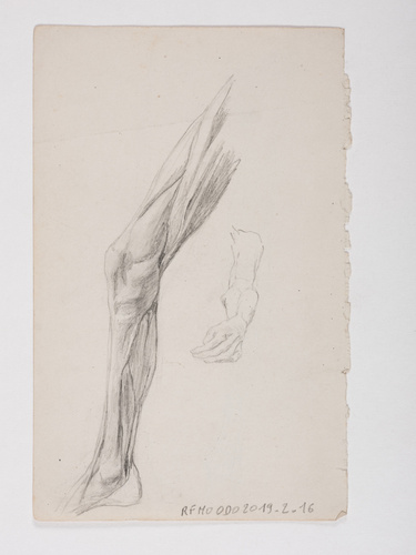 Jacques Lalaing de - Etude anatomique de jambe et de main