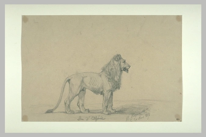 Henri Regnault - Lion d'Algerie