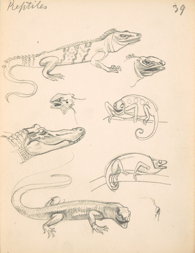 Eugène Grasset - Reptiles et têtes de reptiles de profil et de trois-quarts