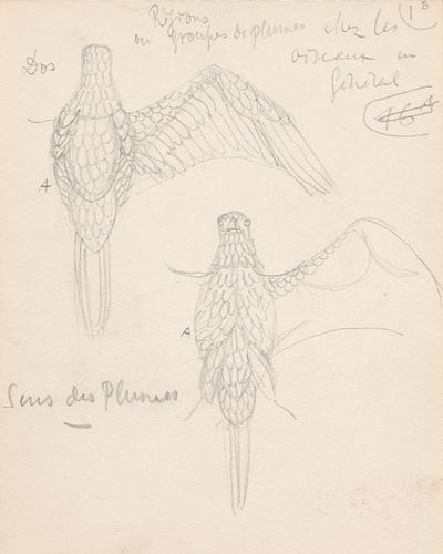 Eugène Grasset - Oiseaux aux ailes déployées