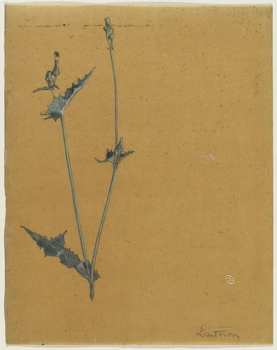 René Lalique - Etude de laiteron à deux tiges avec feuilles et akènes de différe...