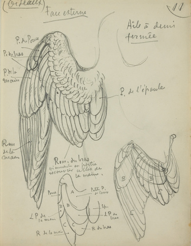 Eugène Grasset - Ailes d'oiseaux