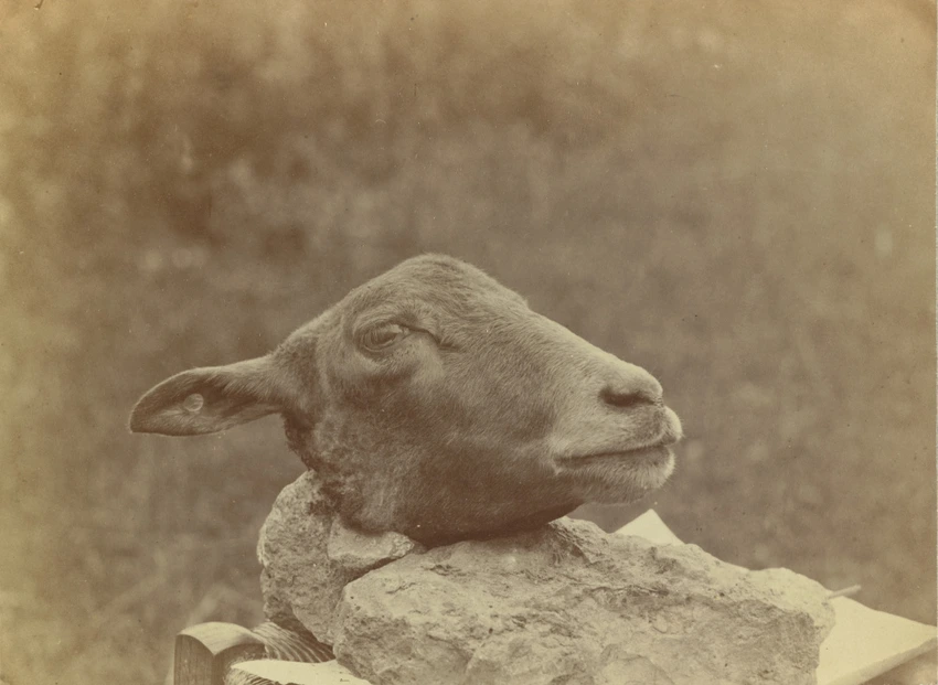 Têtes de moutons coupées - Anonyme