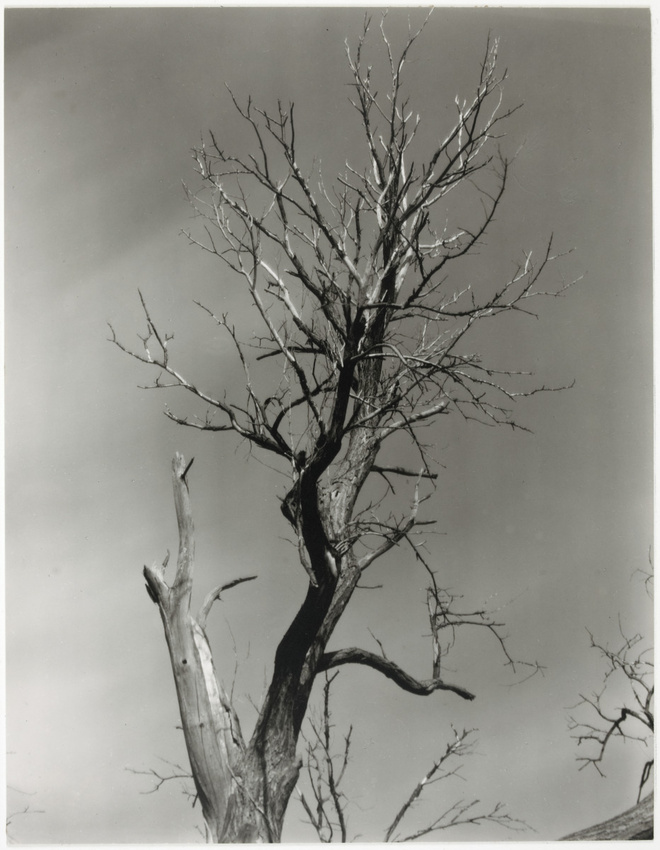 Alfred Stieglitz - The Dying Chestnut Tree