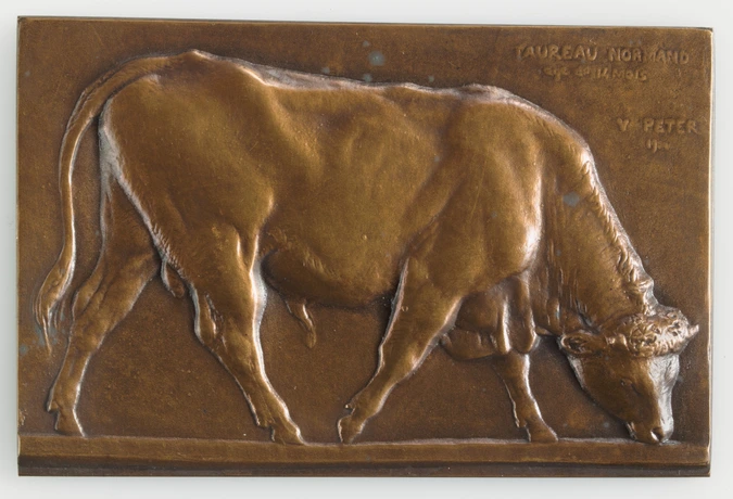 Taureau normand - Victor Peter