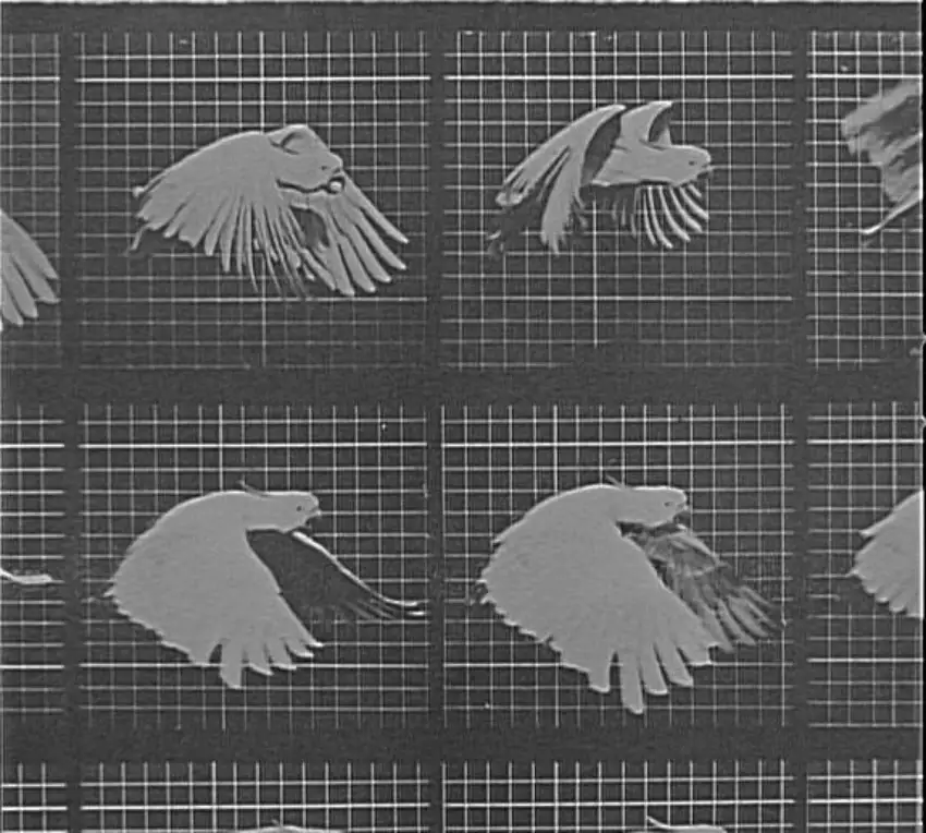 Perroquet volant - Eadweard Muybridge