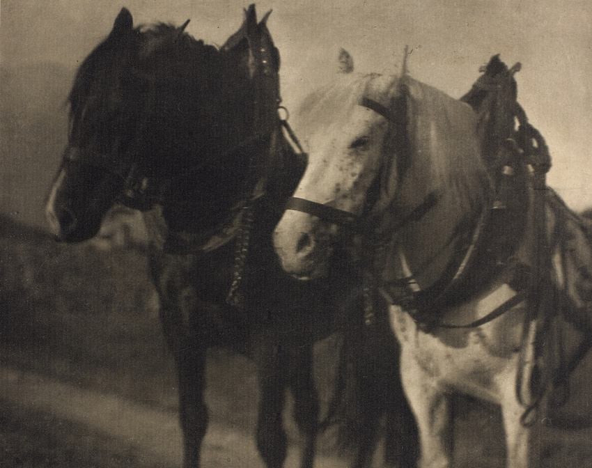 Alfred Stieglitz - Horses (1904)